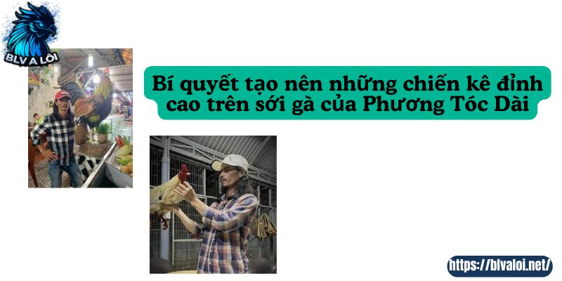 Bí quyết tạo nên những chiến kê đỉnh cao trên sới gà của Phương Tóc Dài