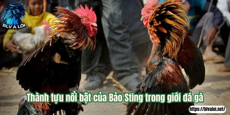 Thành tựu nổi bật của Bảo Sting trong giới đá gà