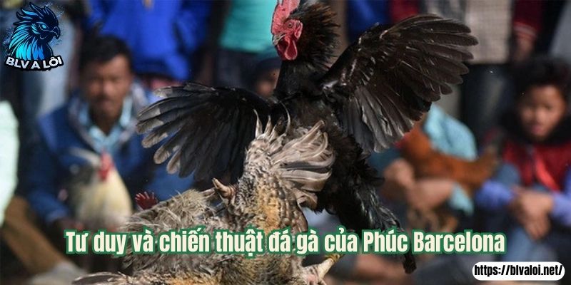 Tư duy và chiến thuật đá gà của Phúc Barcelona