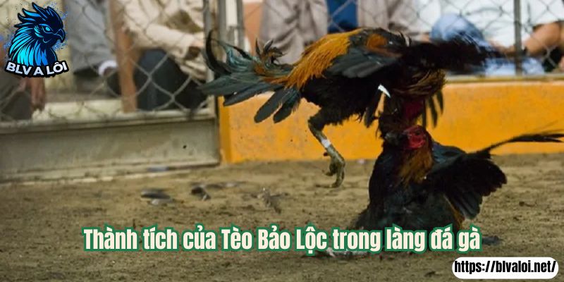 Thành tích của Tèo Bảo Lộc trong làng đá gà