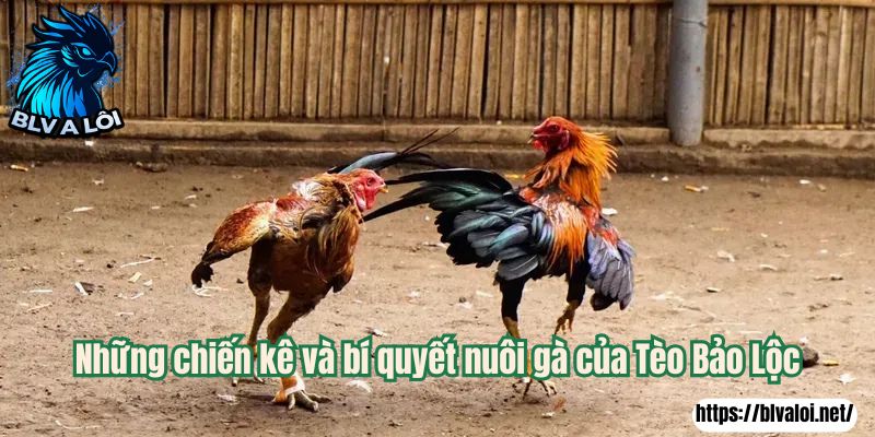 Những chiến kê và bí quyết nuôi gà của Tèo Bảo Lộc