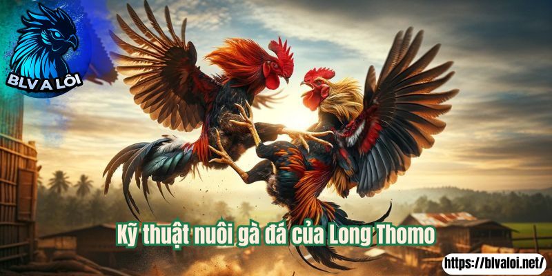 Kỹ thuật nuôi gà đá của Long Thomo