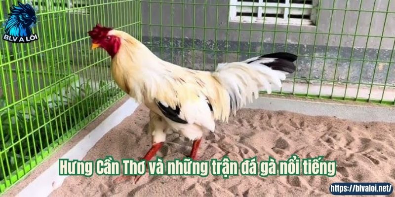 Hưng Cần Thơ và những trận đá gà nổi tiếng
