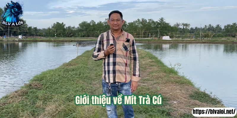Giới thiệu về Mít Trà Cú