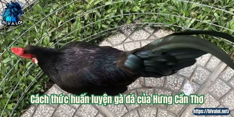 Cách thức huấn luyện gà đá của Hưng Cần Thơ