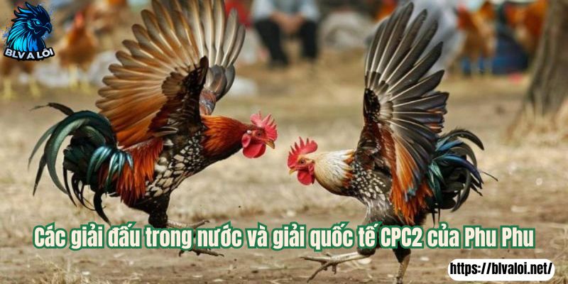Các giải đấu trong nước và giải quốc tế CPC2 của Phu Phu
