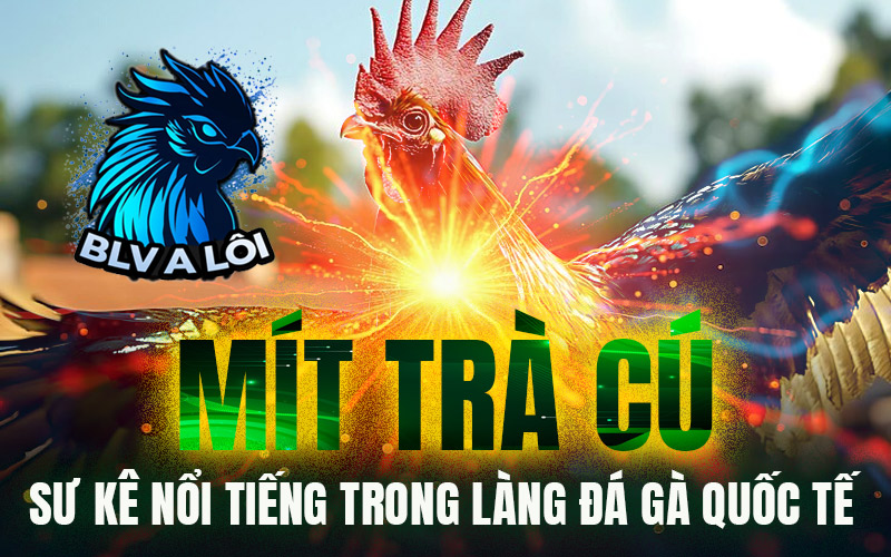 Mít Trà Cú – Sư kê nổi tiếng trong làng đá gà quốc tế