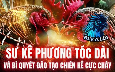 Sư kê Phương Tóc Dài và bí quyết đào tạo chiến kê cực cháy