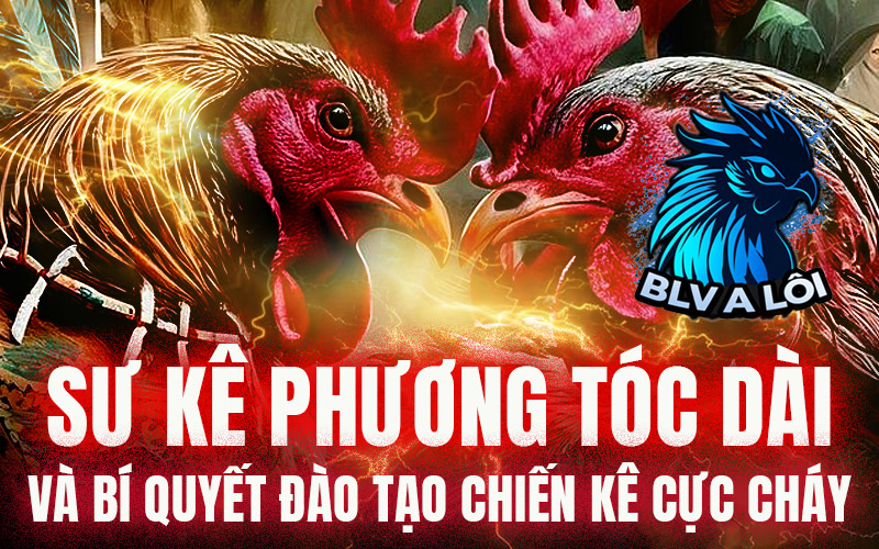 Sư kê Phương Tóc Dài và bí quyết đào tạo chiến kê cực cháy