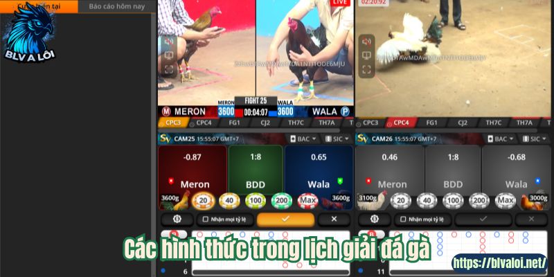Các hình thức trong lịch giải đá gà