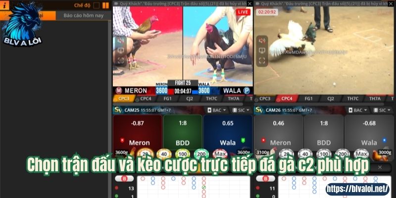 Chọn trận đấu và kèo cược trực tiếp đá gà c2 phù hợp