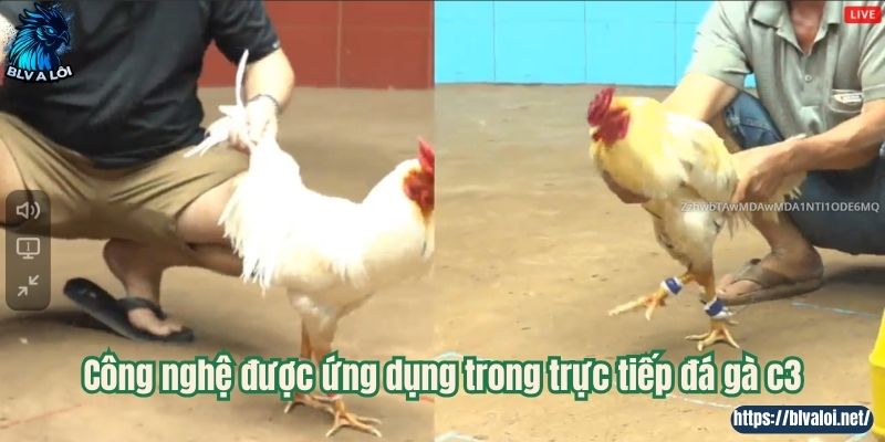 Công nghệ được ứng dụng trong trực tiếp đá gà c3