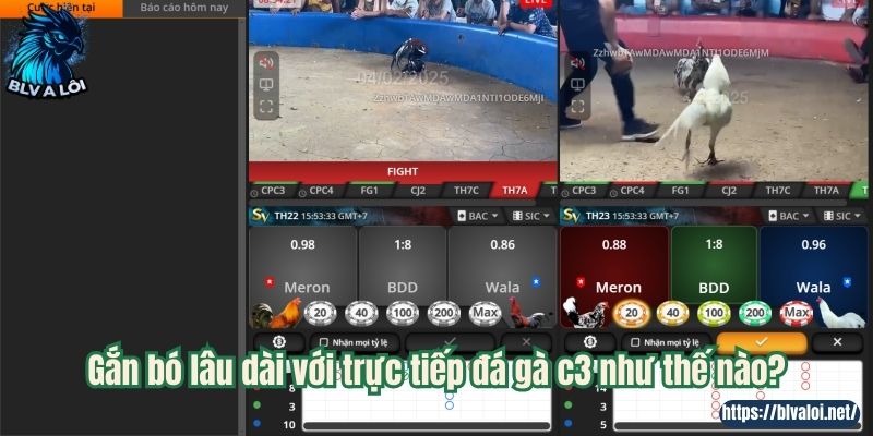 Gắn bó lâu dài với trực tiếp đá gà c3 như thế nào?