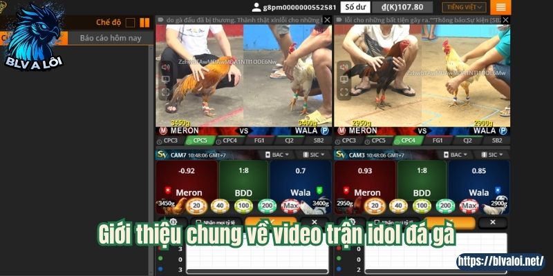 Giới thiệu chung về video trận idol đá gà