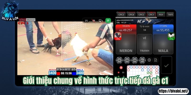 Giới thiệu chung về hình thức trực tiếp đá gà c1