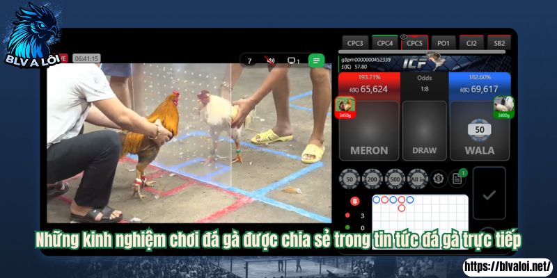 Những kinh nghiệm chơi đá gà được chia sẻ trong tin tức đá gà trực tiếp