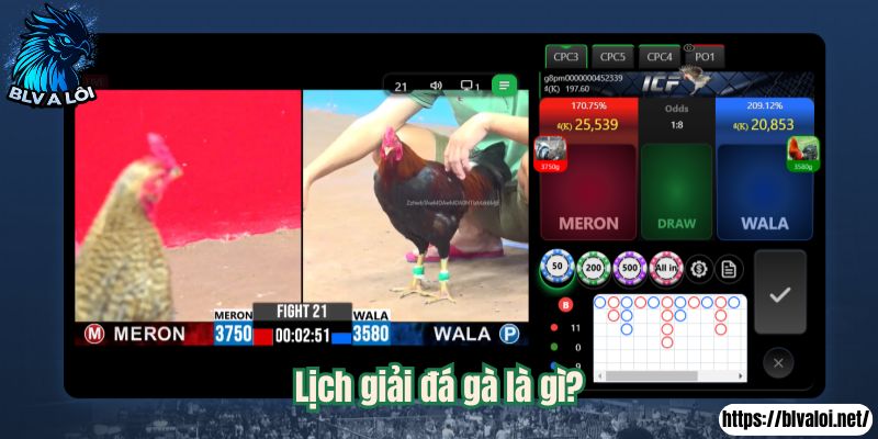 Lịch giải đá gà là gì?