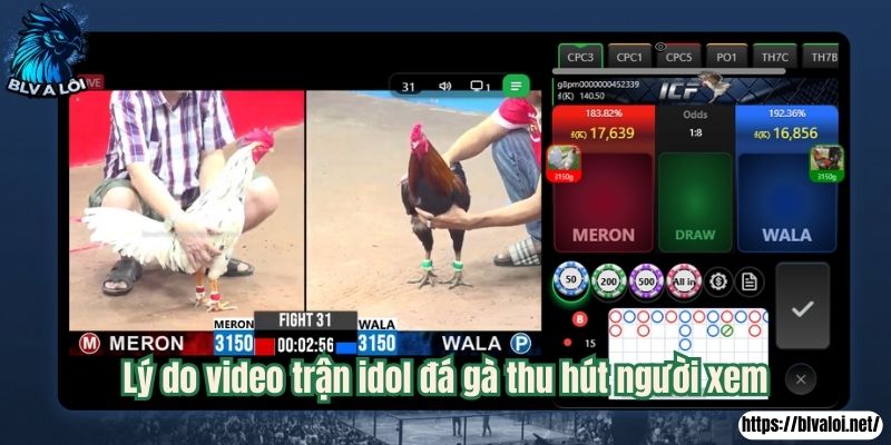 Lý do video trận idol đá gà thu hút người xem