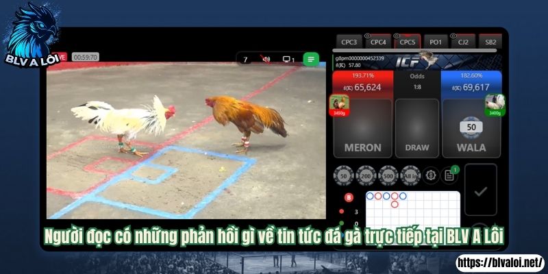 Người đọc có những phản hồi gì về tin tức đá gà trực tiếp tại BLV A Lôi