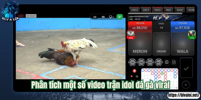 Phân tích một số video trận idol đá gà viral