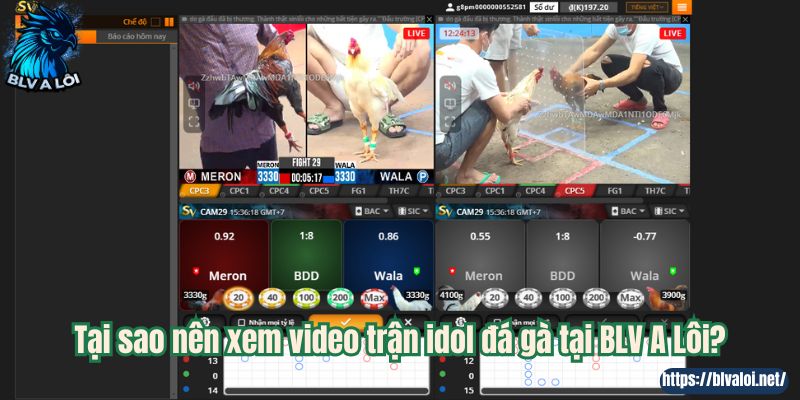 Tại sao nên xem video trận idol đá gà tại BLV A Lôi?