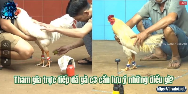 Tham gia trực tiếp đá gà c3 cần lưu ý những điều gì?