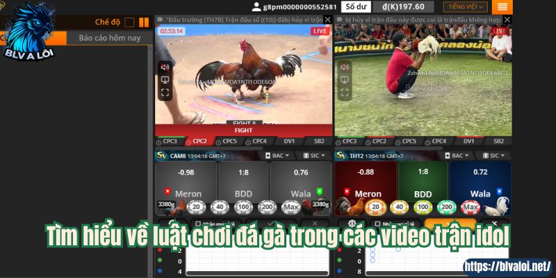 Tìm hiểu về luật chơi đá gà trong các video trận idol