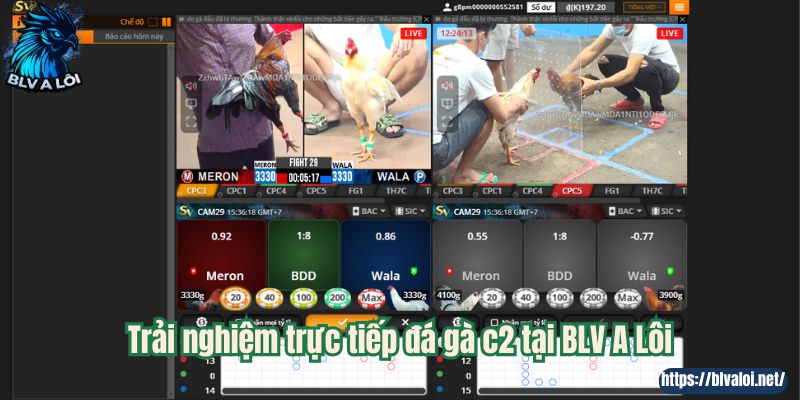 Trải nghiệm trực tiếp đá gà c2 tại BLV A Lôi