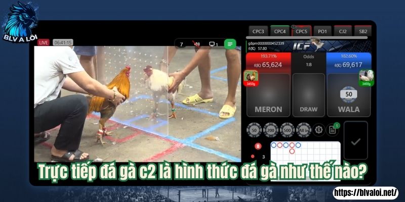 Trực tiếp đá gà c2 là hình thức đá gà như thế nào?