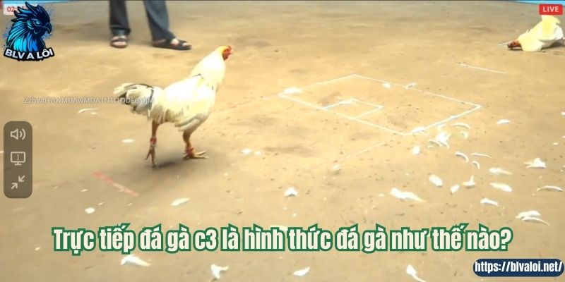 Trực tiếp đá gà c3 là hình thức đá gà như thế nào?