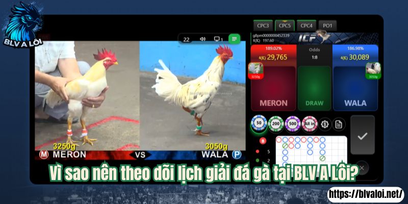 Vì sao nên theo dõi lịch giải đá gà tại BLV A Lôi?