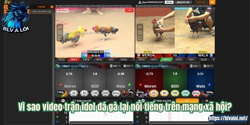 Vì sao video trận idol đá gà lại nổi tiếng trên mạng xã hội?